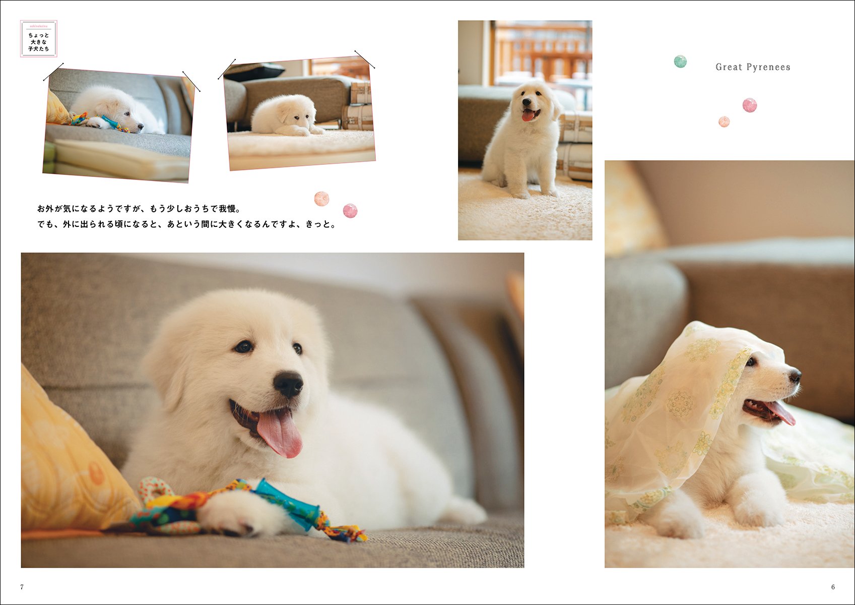 大きな犬と暮らす Vol 2 愛犬の友 Premium 愛犬の友編集部 本 通販 Amazon