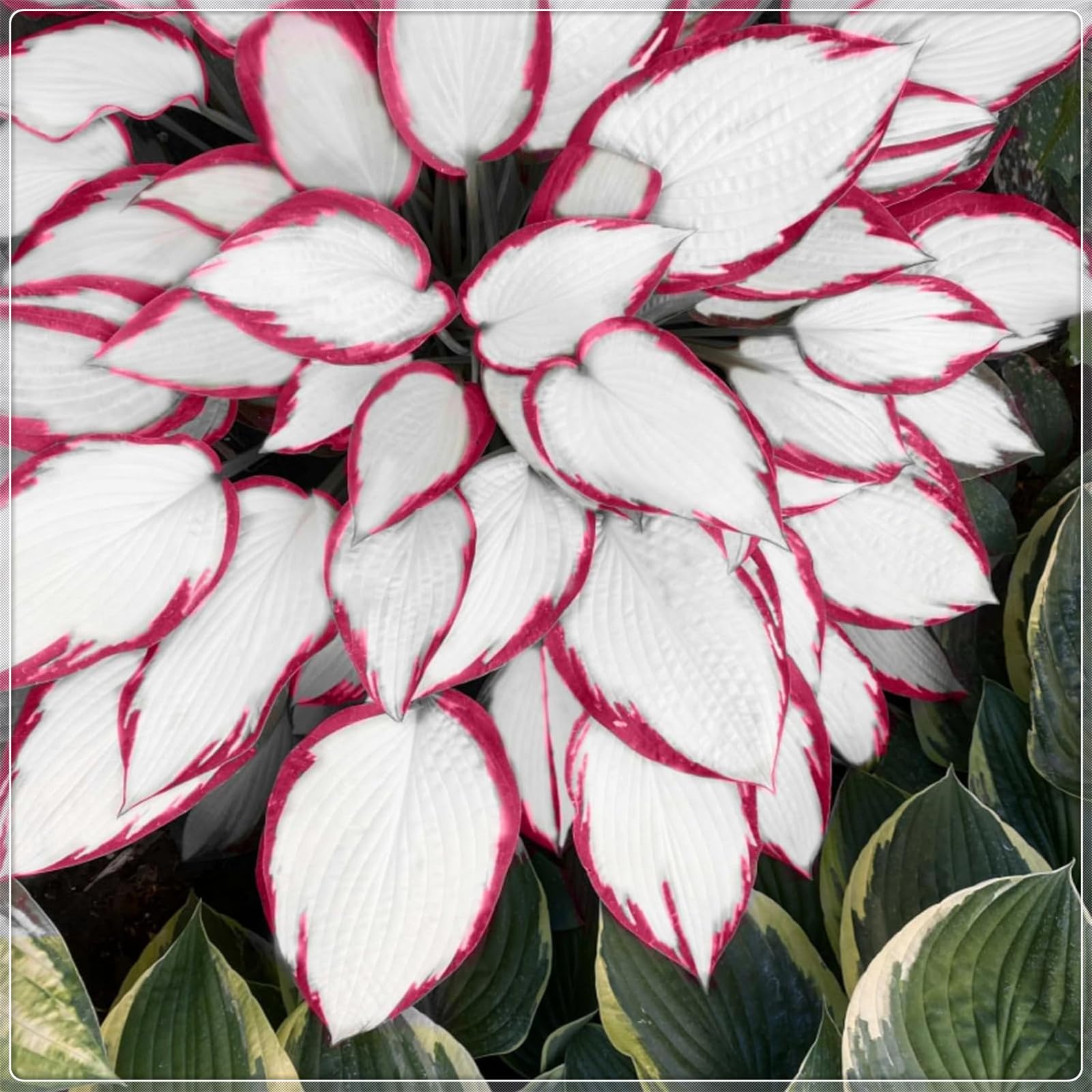 Excellent Display, Greening Flower,Hostas for Planting, Hosta Rhizome，Easy to Plant, Flowering Rhizome,Wedding Flowers, Bloom Year After Year-8 Bulbs-I