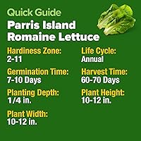 Vista 60 de HOME GROWN Más de 1000 semillas de cilantro para plantar en interiores o exteriores, hierbas tradicionales sin OMG, semillas de plantas de cilantro