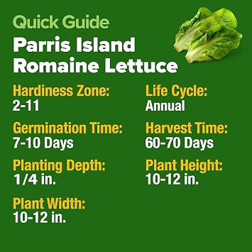 HOME GROWN Parris Island Romaine Lettuce Seeds 3,500+ Heirloom Non GMO, High Germination, Crisp Heads, Indoor Outdoor Hydroponic Garden, Crunchy Cos Lettuce, Slow to Bolt,Vitamin Rich (Lactuca sativa)