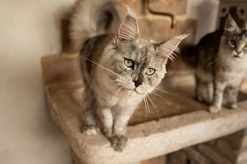 Miniatura 4 de Cajas de arena pequeñas desechables para gatos, caja de arena para recuperación, bandeja de viaje para gatitos, caja de arena poco profunda