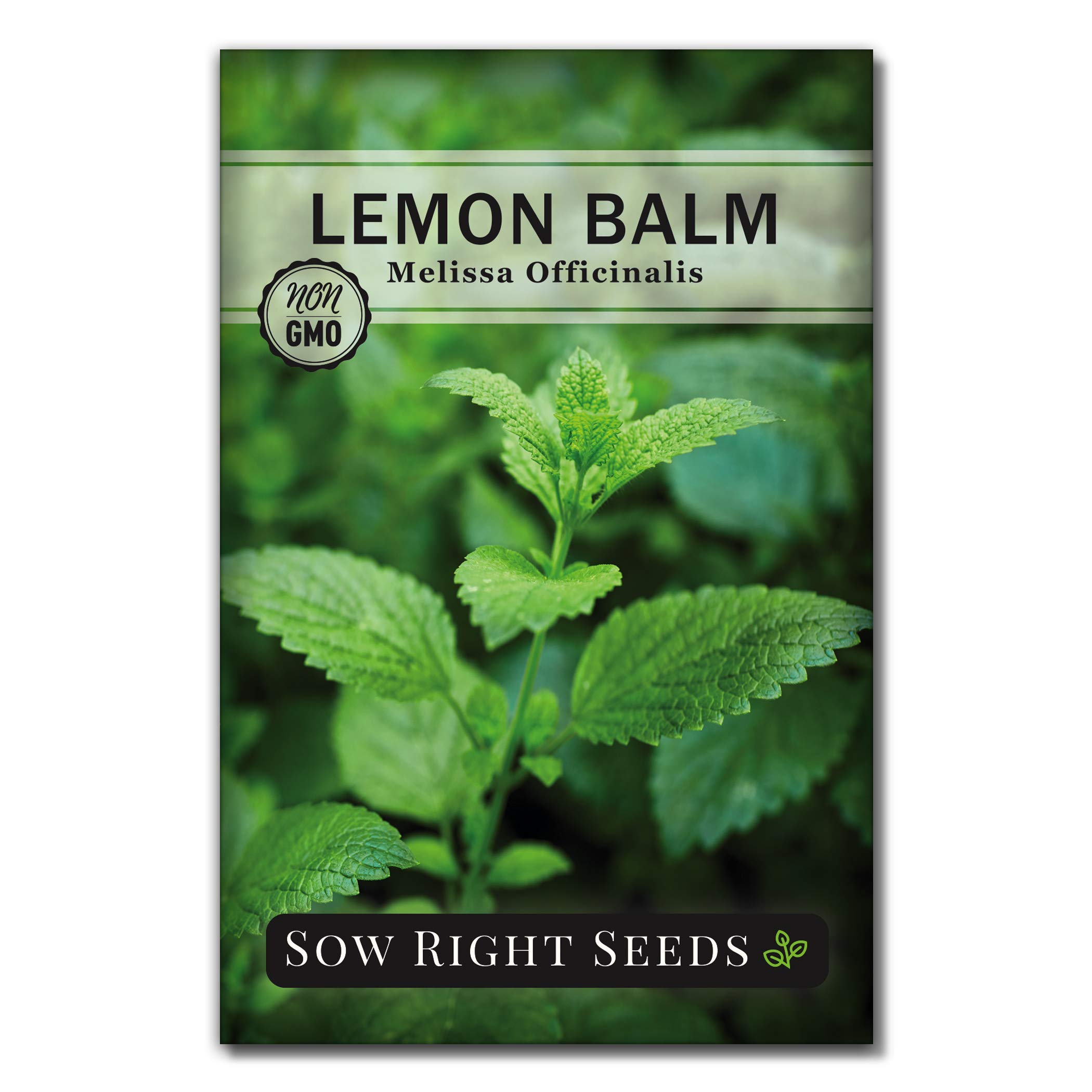 Sow Right Seeds - Lemon Balm Seeds for Planting - Non-GMO Heirloom Packet with Instructions - Easy to Grow Herb Garden - Aromatic Herb and Great for