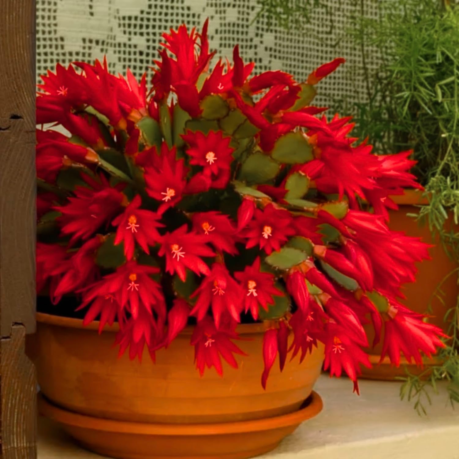 Easter Cactus Plants Live, Vibrant Color, Size 5-9" in Tall, No Pot, Spring Bloom Housplant Indoor Outdoor Succulent Cacti (Orange)