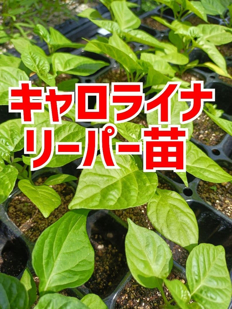 Amazon.co.jp: キャロライナリーパー苗 3本 栽培期間中農薬不使用 
