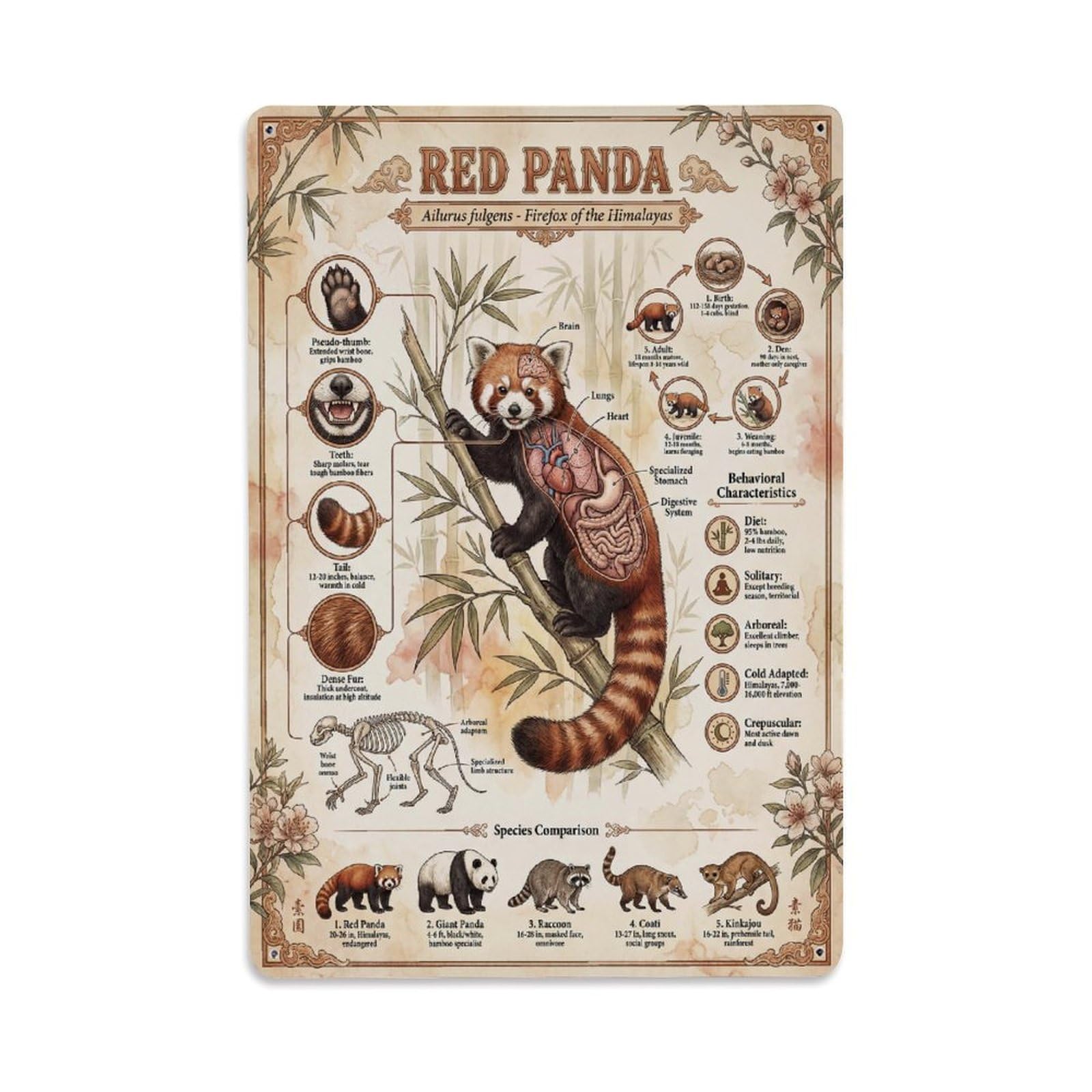 Zoology Study Kids Animal Guide Red Panda Anatomy Sci Inf Metal Tin Sign Plaque Wall Decor for Cafe, Man Cave, Club Bar, Office, Home Garden Round Metal Poster 8x12Inch