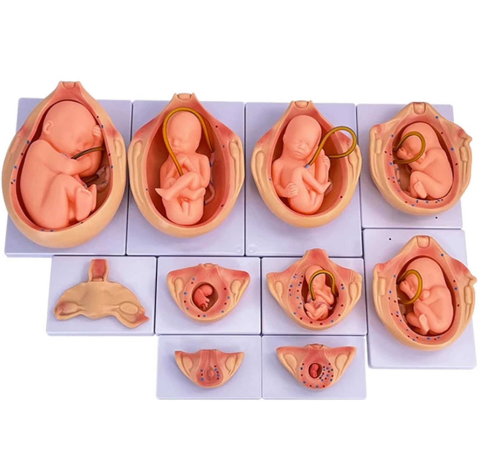 Modèle de développement fœtal 9 mois AMITD taille 1:1 pour étude médicale