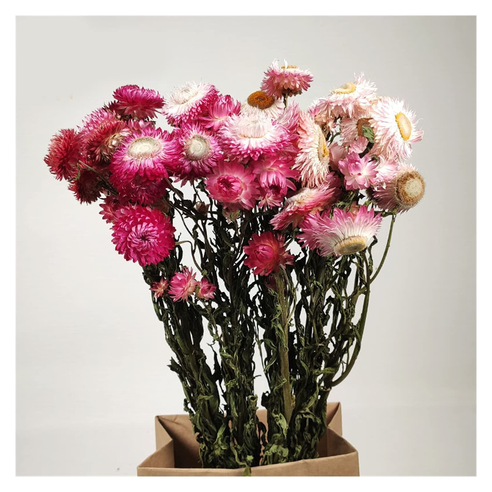 Fleurs séchées, Bouquet de Marguerites Gerbera séchées Multicolores 20 pcs(Dark Color)