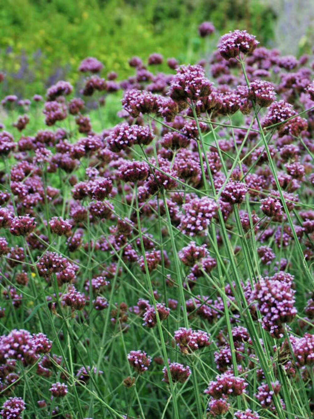 Verbena bonariensis Perennial Farm Marketplace