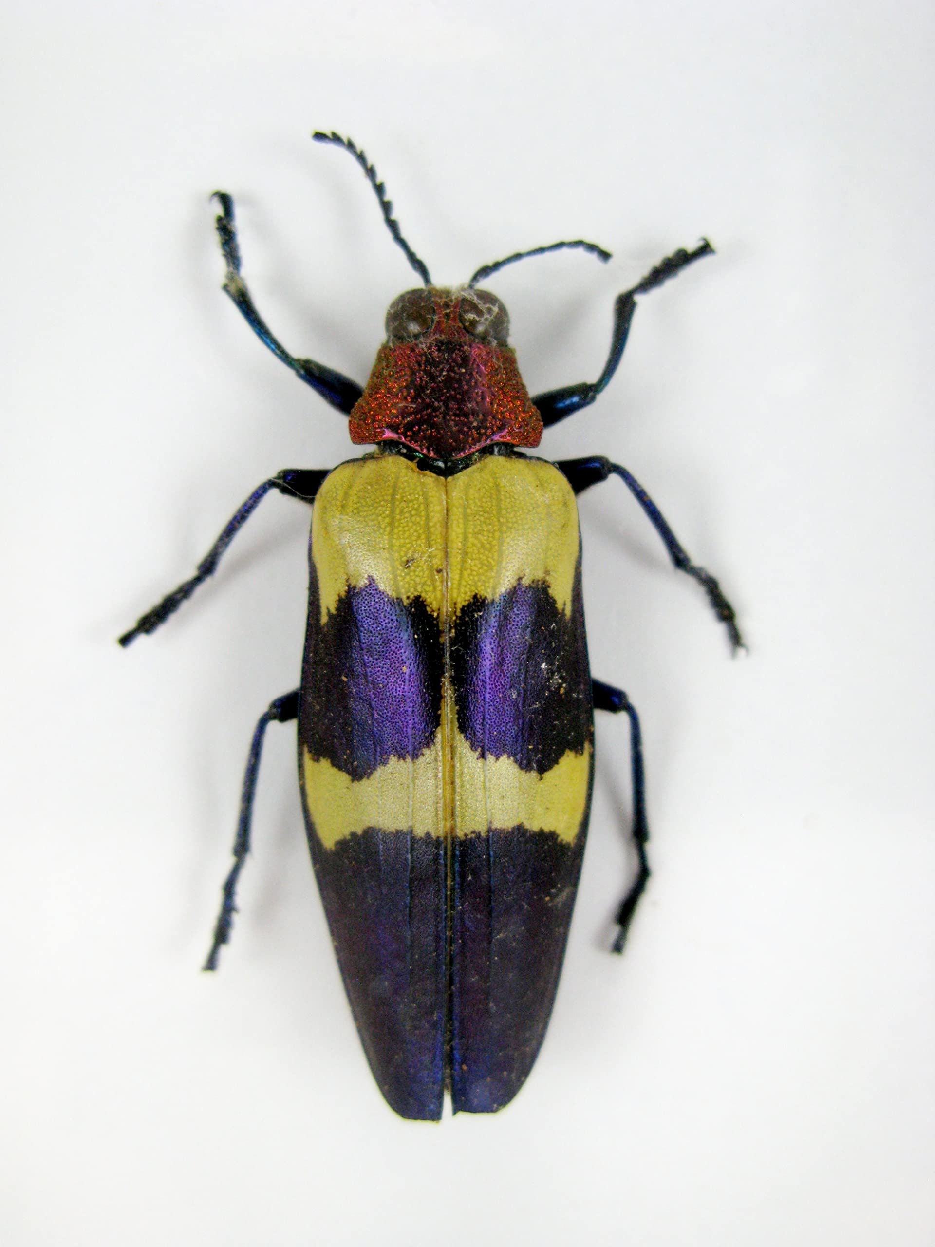 asiahouse24 Echte präparierte Insekten im 3D Schaukasten aus Holz. Vogelspinne, Skorpion, Käfer, Hundertfüßer und vieles mehr. (3 Jewel Beetle)