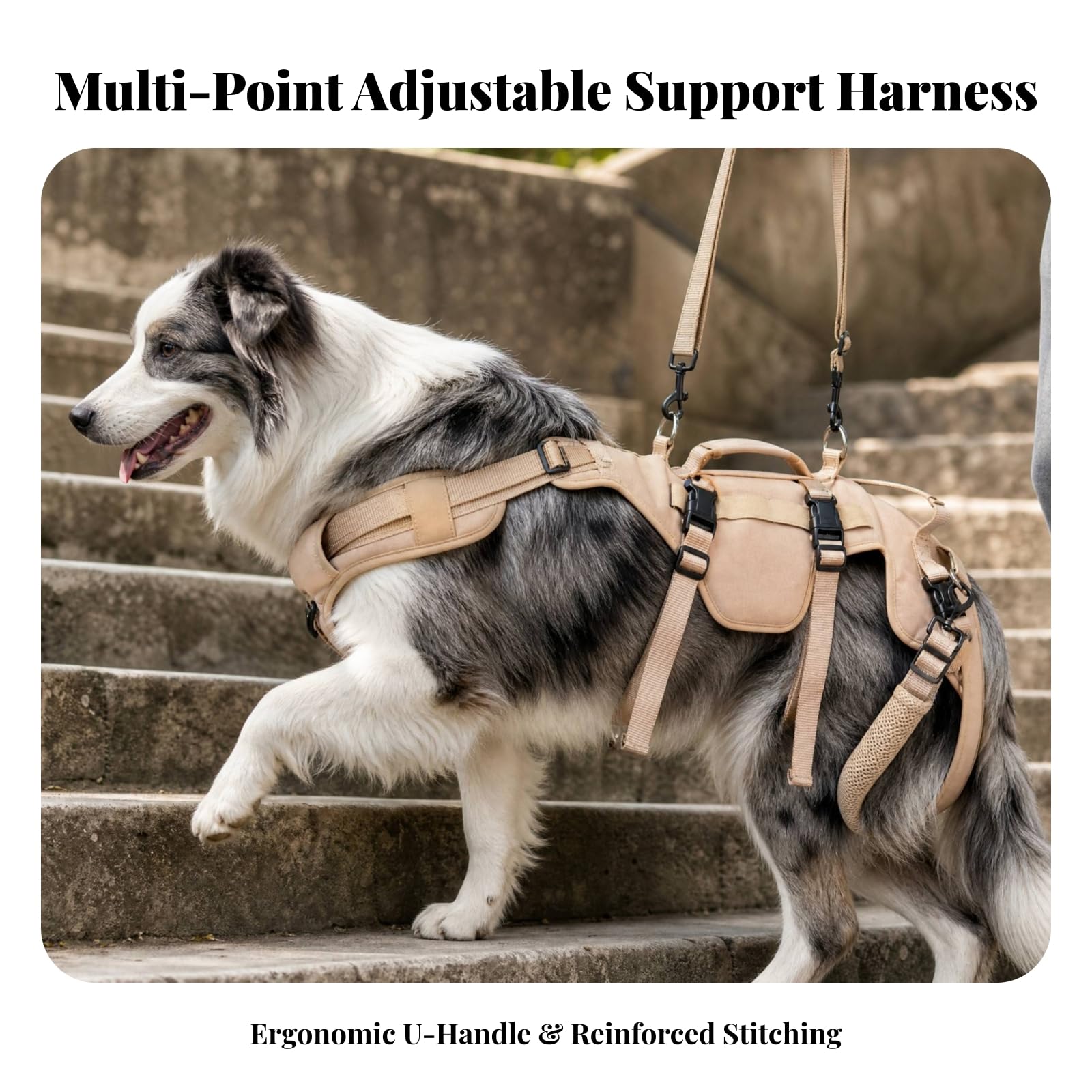 Imbracatura di Riabilitazione Robusto | Imbracatura per Cani con Anelli di Attacco in Metallo, Ergonomico, Passeggiate All'aperto, Beige, L