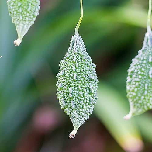 Miniatura 3 de YEGAOL Garden - Semillas de calabaza de melón amargo sin OMG, atrae polinizadores, cocina orgánica, enrejados de huerto, pegolas, 10 piezas de