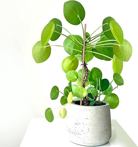 Miniatura 6 de GAGINANG - Estacas de bambú naturales para plantas de interior y exterior, 20 estacas de apoyo para plantas para tomates, frijoles, plantas en