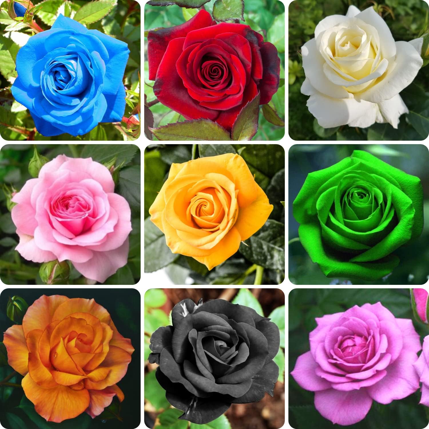 20 Mix Rose Bush Seeds for Planting, Fragrant Rose Bush