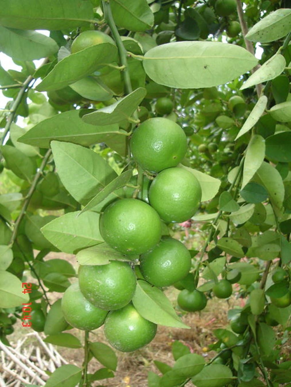 Lime Seeds Lemon Seeds Citrus Thai Tropical Key Lime Seeds for Thai Food 1 Pack