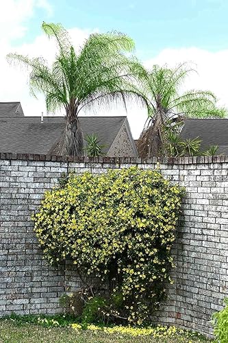 Miniatura 8 de Carolina Jasmine  Plantas de tamaño grande de 3 galones  Gelsemium Sempervirens Jessamine  Follaje de vid fragante floreciente