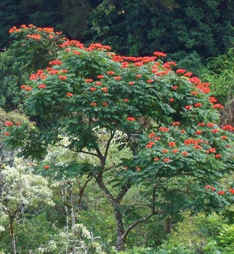 Miniatura 6 de 15 Tulipán africano ROJO (Árbol de fuegoLlama del BosqueÁrbol Fuente) Spathodea Companulata Seeds