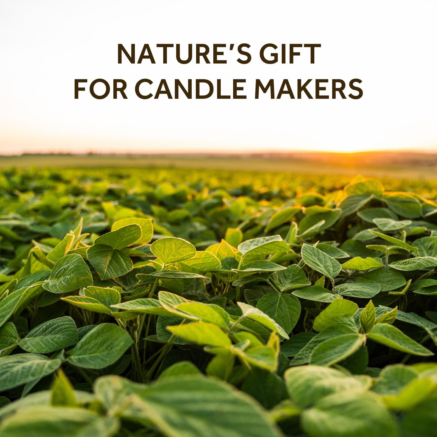 NORVENCE Cera de soja para hacer velas, copos de cera de soja natural, 1 libra, cera de vela premium para manualidades de velas