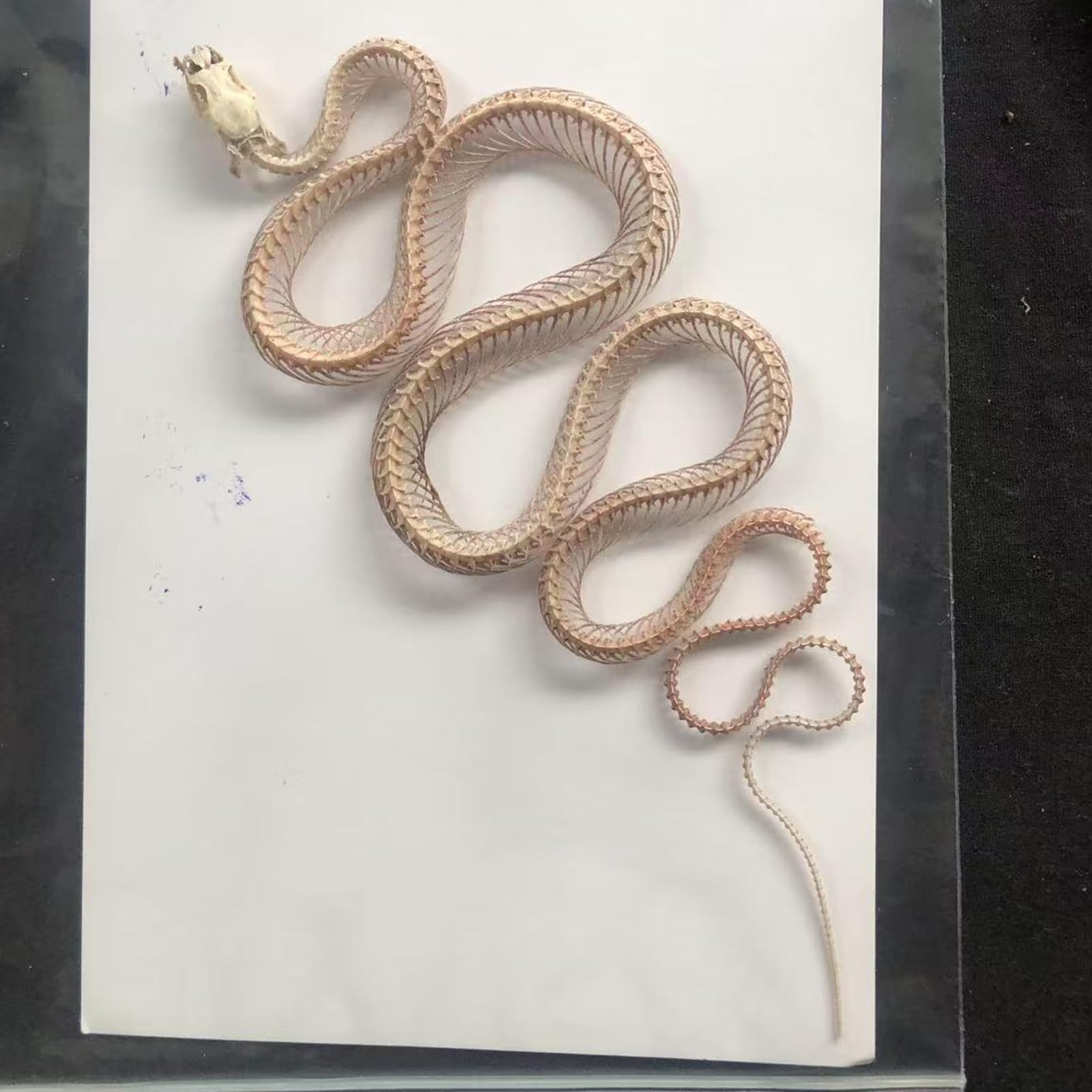 Modello di Scheletro di Serpente - tassidermia Vero Esemplare di Scheletro di Serpente - Forniture per tassidermia per l'educazione scientifica, Regali di Natale, Regalo Speciale