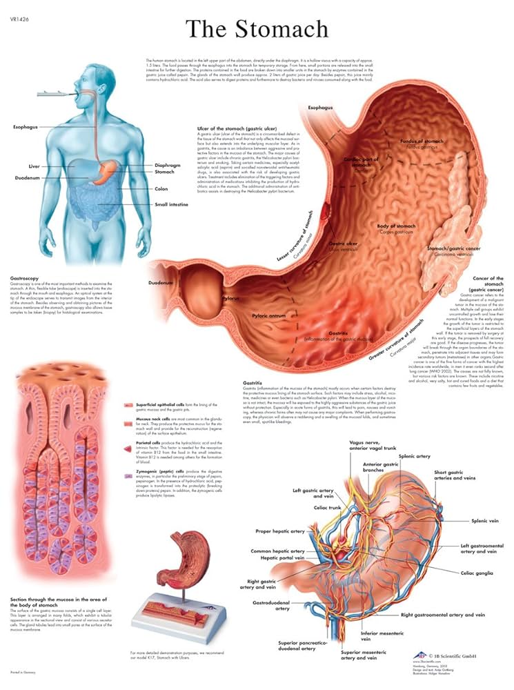 Chart Of The Abdomen