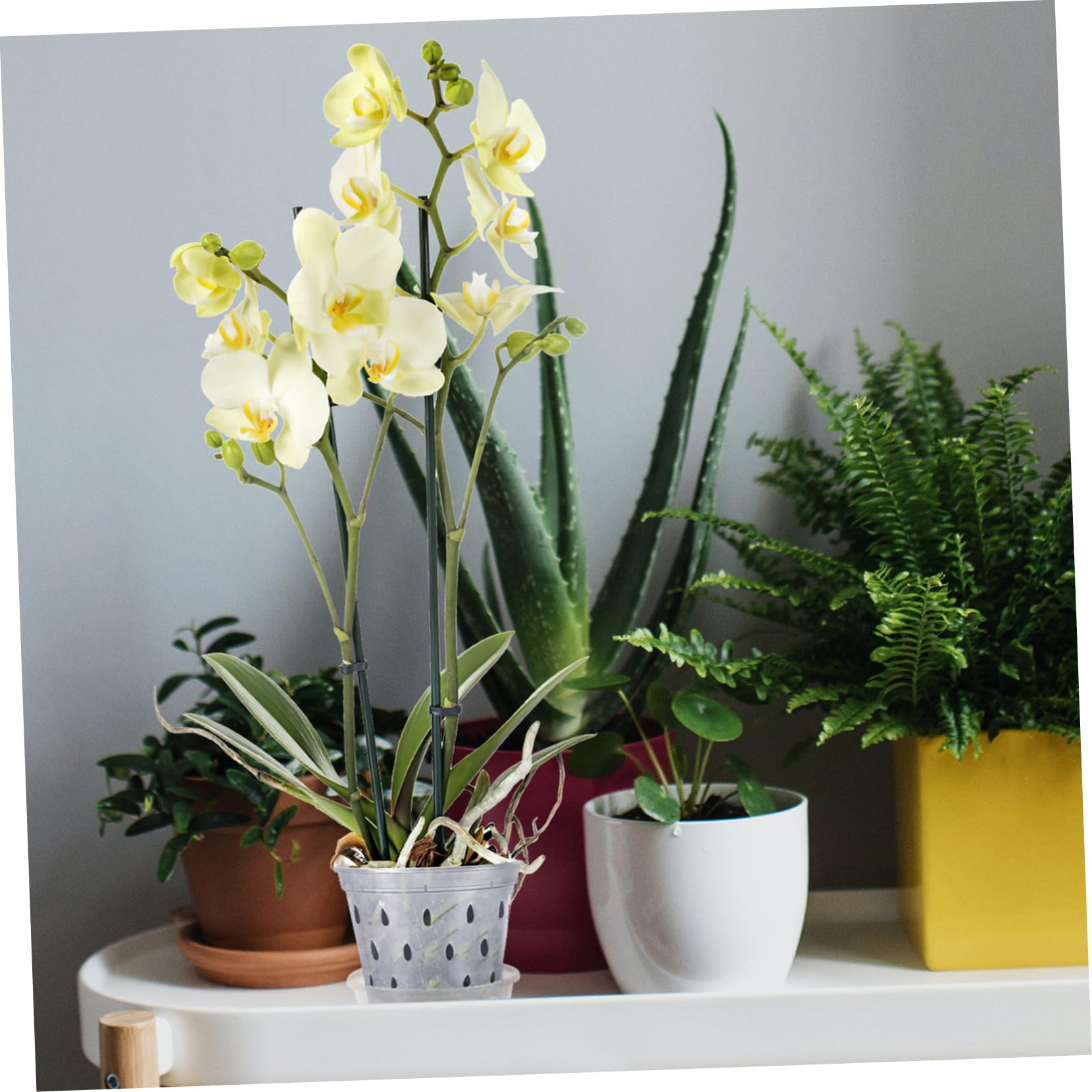 BESTonZON 9 Stück Teiliges Transparentes Orchideentopf Drainagelöchern und Untersetzern Leichte Robuste Pflanztöpfe für Schmetterlingsorchideen und Vielseitige