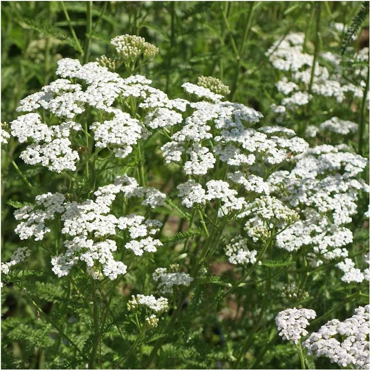 Everwilde Farms - 1 Lb White Yarrow Native Wildflower Seeds - Gold Vault