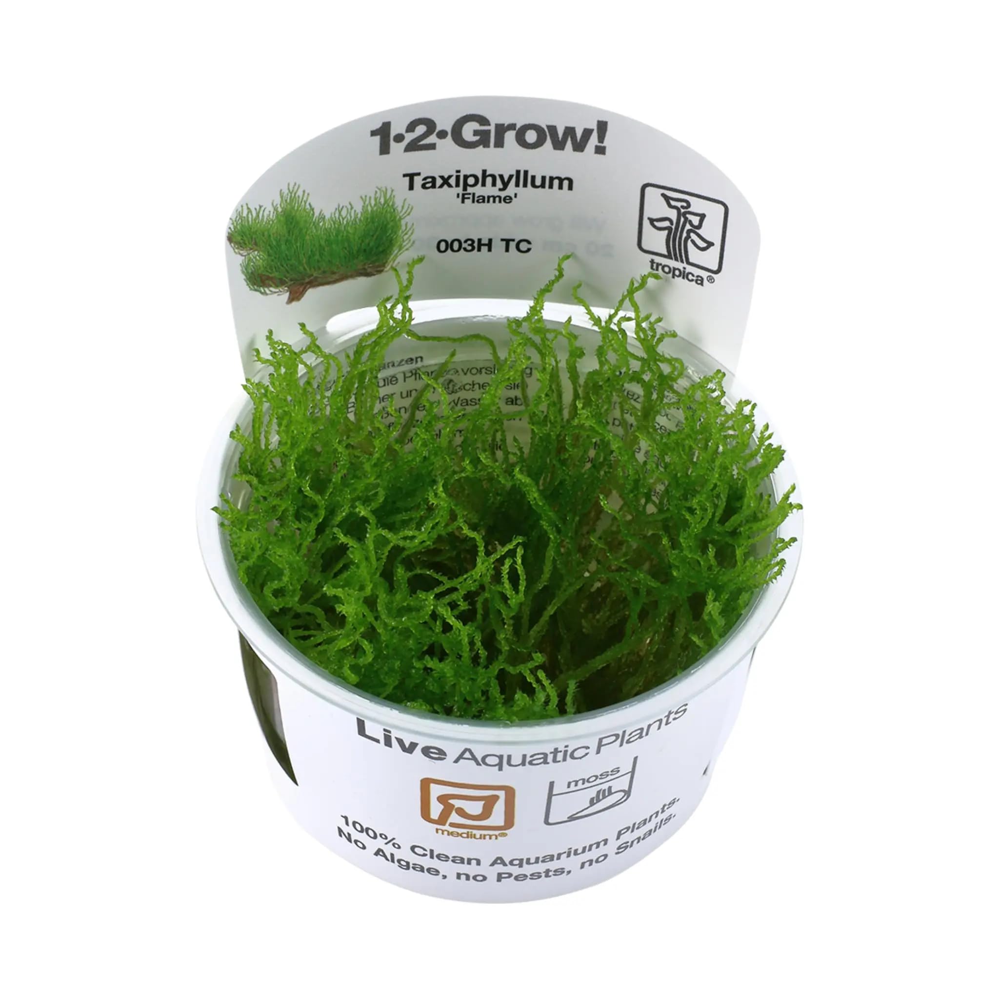 Tropica Taxiphyllum Flame 1-2-GROW!