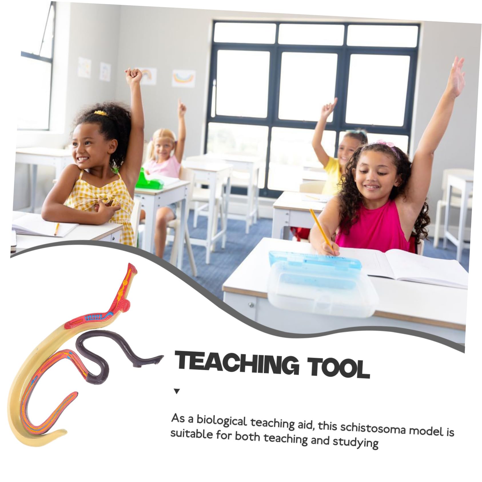 Amosfun Modello Anatomico Schistosoma Modello Anatomico Per Studio Materiale Scientifico Per Insegnamento e Ricerca