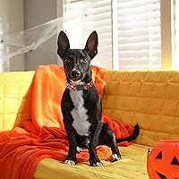 Vista 71 de Unique Style Paws - Collar rosa con hebilla de metal, duradero y lindo para perros pequeños a grandes