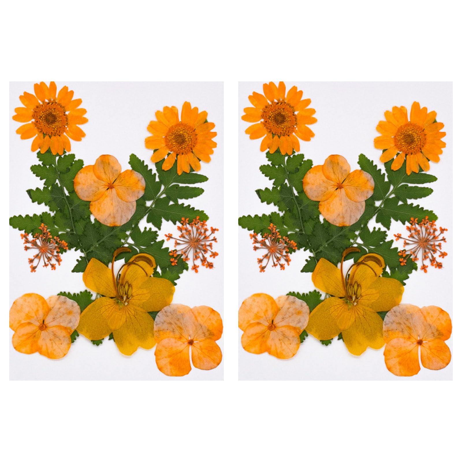 Carotoe D 20Pcs Natural Rie Flower For Bookmarks Jewelry Making Natural Presse Drie Flower Leaves For Art Craft Presse Craft Supplies