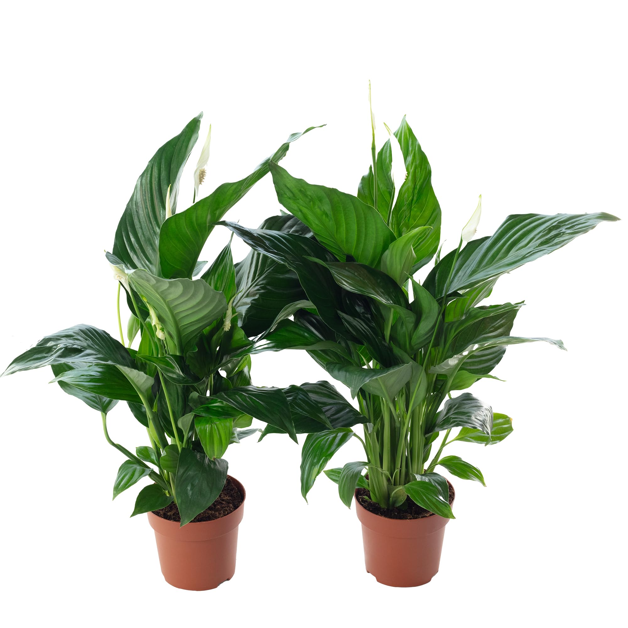 2er-Set Einblatt 3-5 Blüten/Knospen - echte Zimmerpflanze, Spathiphyllum - Höhe ca. 50 cm, Topf-Ø 13 cm