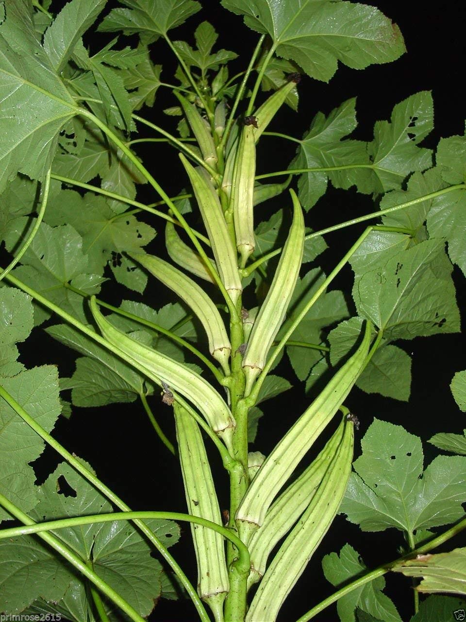 Golden Hills Farm Hybrid Ladys Finger 100 Seeds (B07N5K4V65) Amazon Price History, Amazon Price Tracker