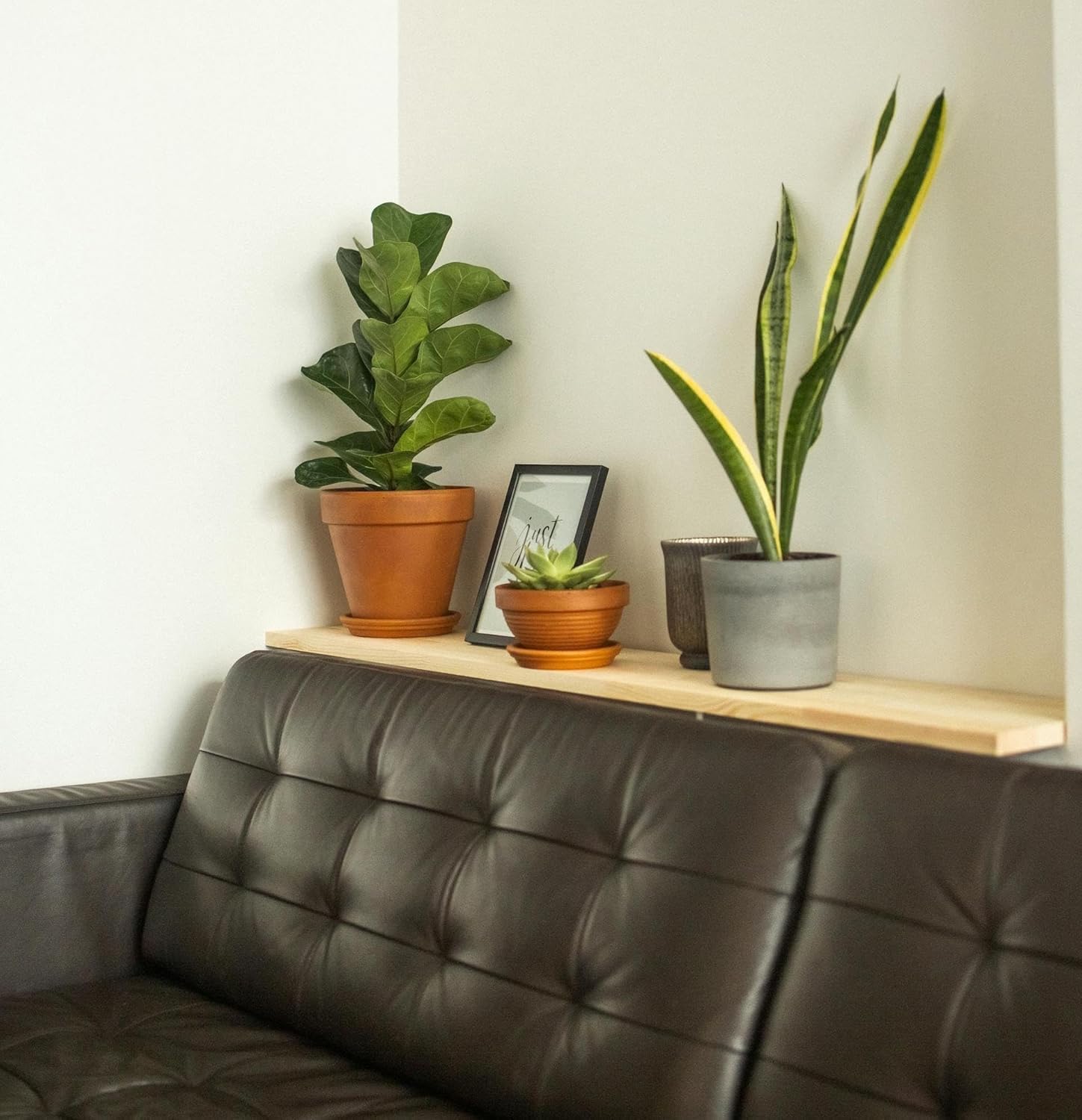 Live Snake Plant – Sansevieria Superba Trifasciata – ragnaroc Tropical Plant in 4” Pot +6” Plant Height - 2ct - Indoor House Plant in Pot, Potted Succulent Plant
