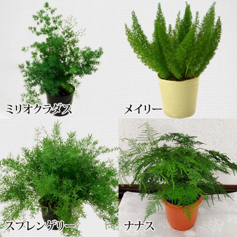 Amazon｜World Fantasy Garden 観葉植物 観賞用 アスパラガス