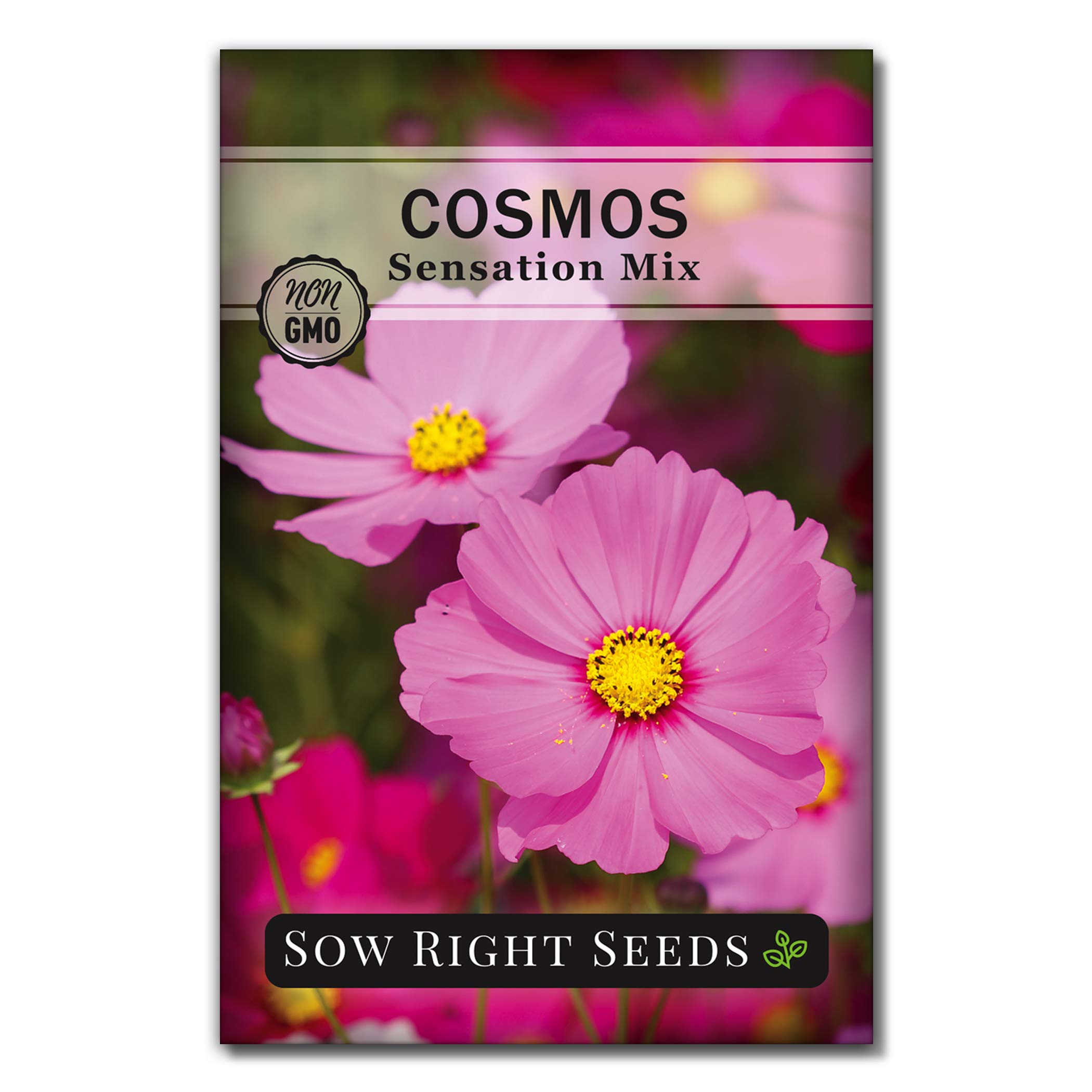 Sow Right Seeds - Sensation Cosmos Flower Seed for Planting - Non-GMO Heirloom Packet with Instructions to Grow - Cut and Come Again - Stunning Pink Mix for Pollinators - Interesting Foliage (1)