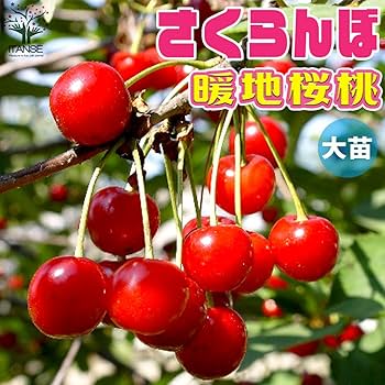 桜桃　7月① 桜桃 7月① 桜桃 7月① さくらんぼ 桜桃 サクランボ