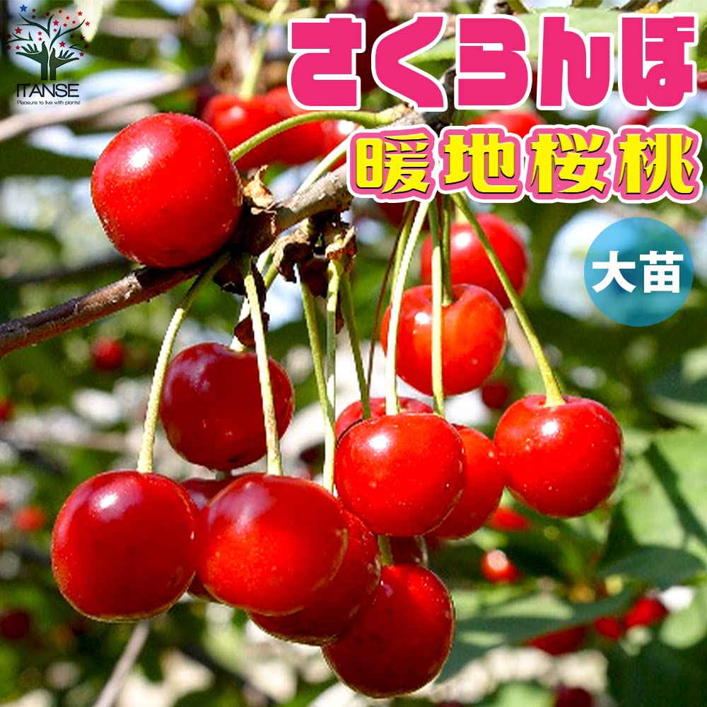 Amazon.co.jp: 