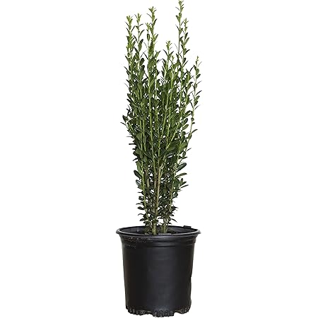 Amazon Com Sky Pencil Ilex Japanese Holly 2 5 Quart Pot 12 24 Tall Patio Lawn Garden