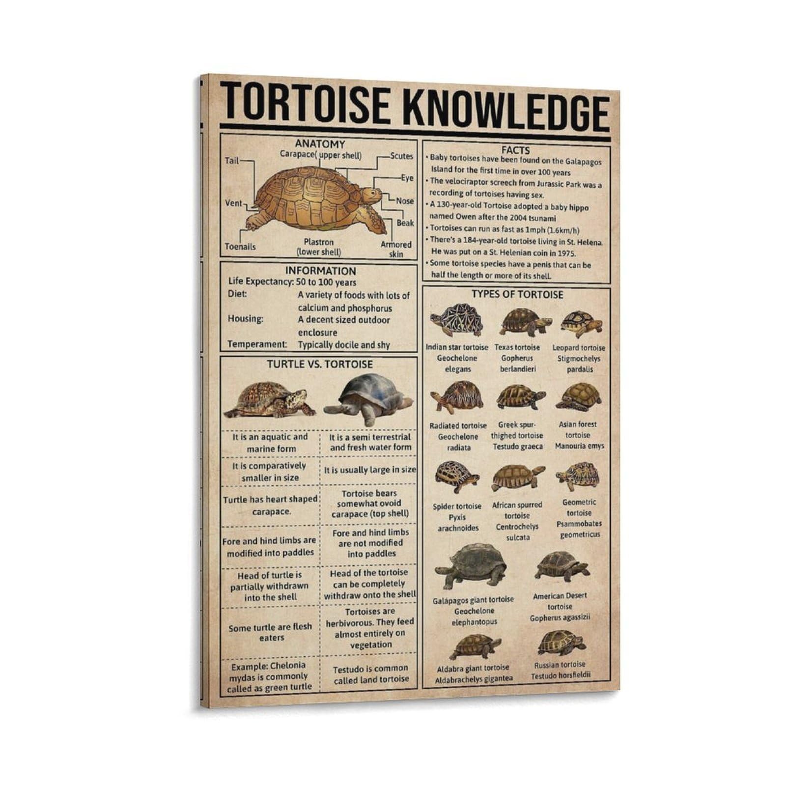Gqvcjsw Tortoise Knowledge Tortoise Lover Gift Canvas Poster Wall Art Decor Print Picture Paintings For Living Room Bedroom Decoration 12X18inch(30X45cm)