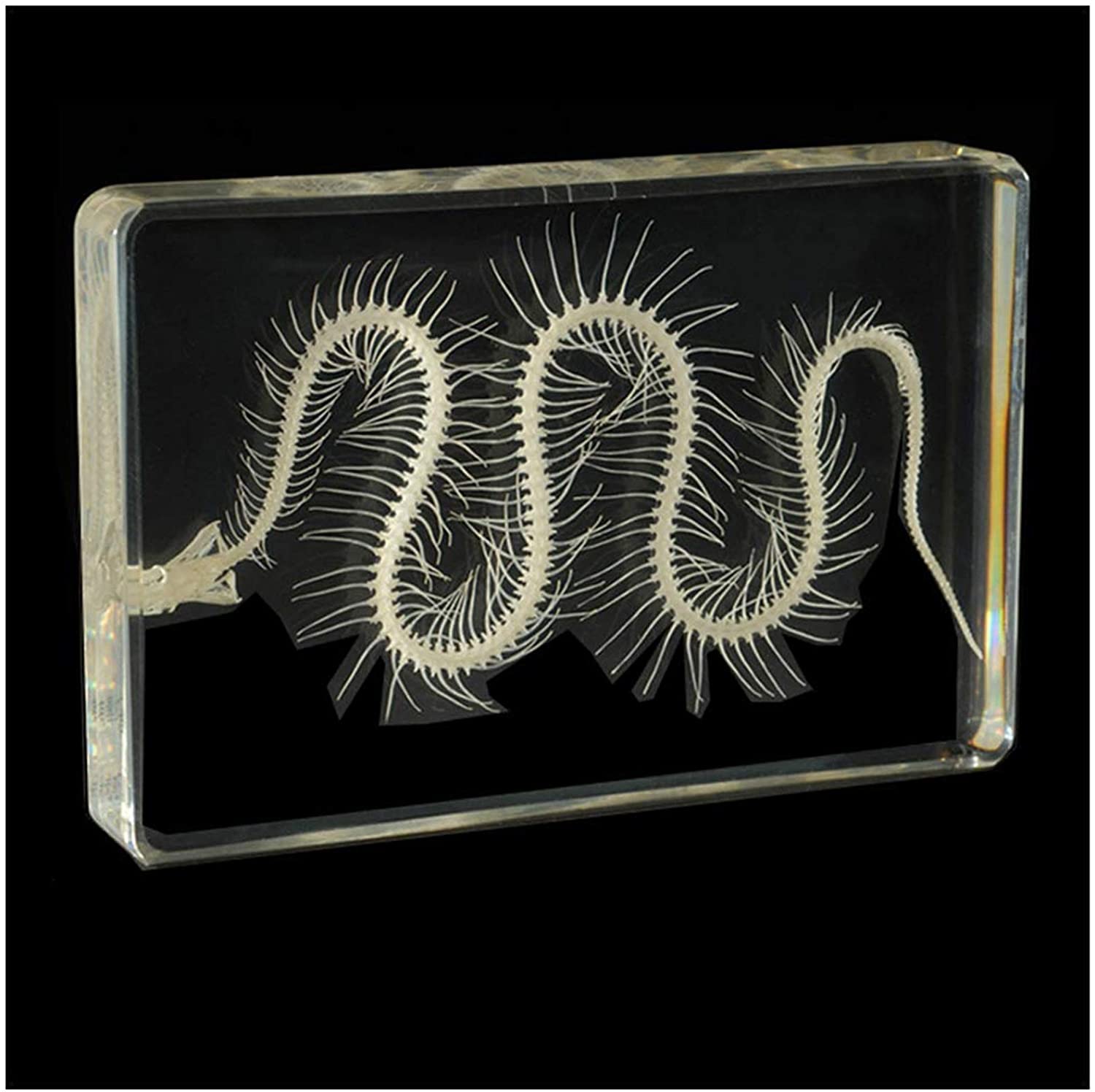 Buy Viper Skeleton Specimen Viper Skeleton Embedded Biological