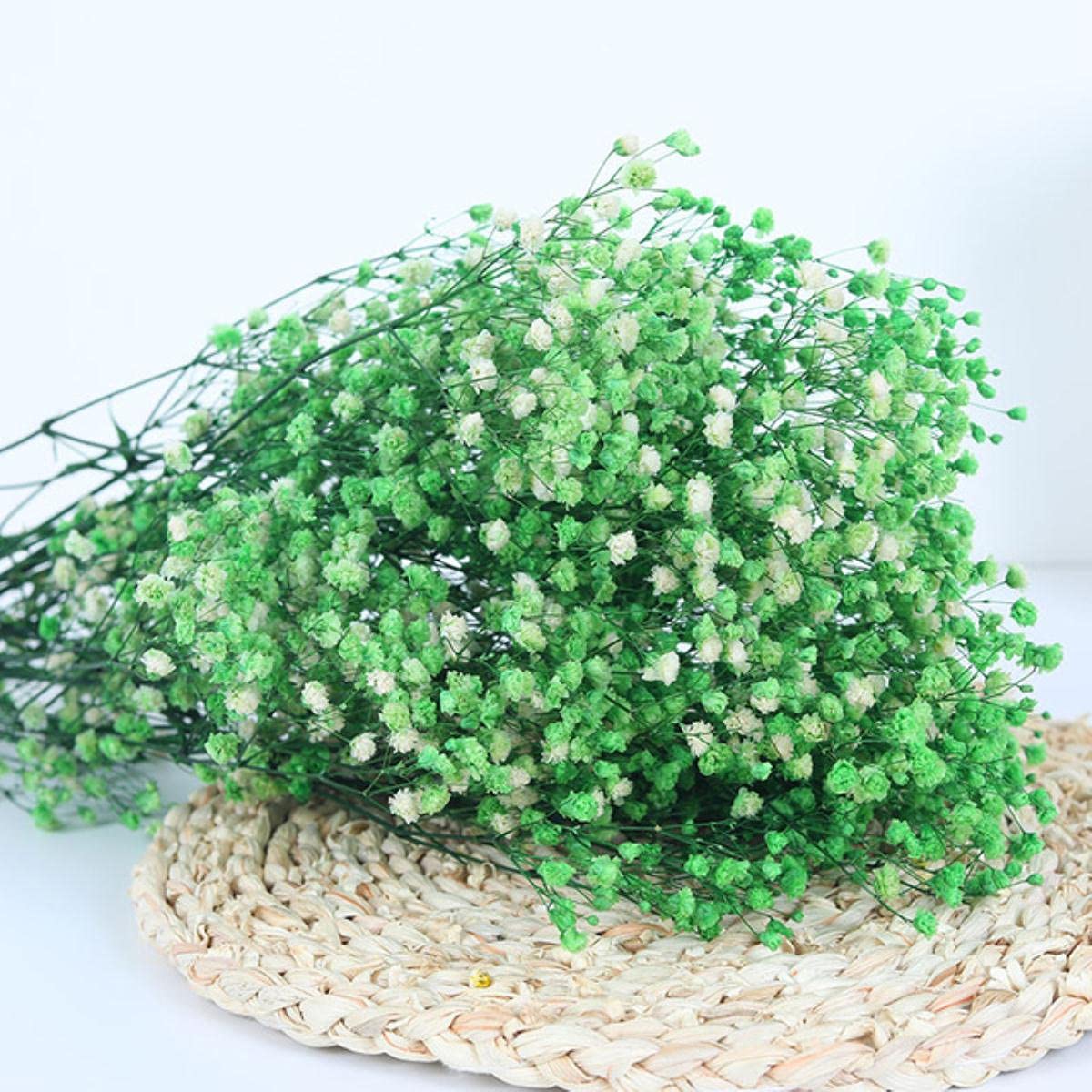 Flores Naturales Frescas secas preservadas Gypsophila Baby Breath Ramos de Flores Regalo para Boda Fiesta Decoración del hogar-Verde Claro, 80g