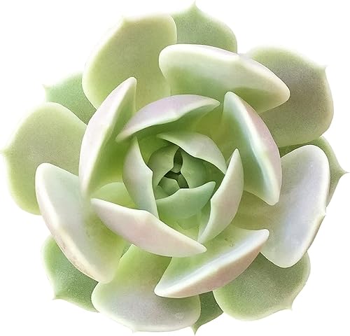 Echeveria Lola - Planta suculenta saludable Echeveria Live de fácil cuidado para interiores, totalmente arraigada en tamaños de 246 pulgadas