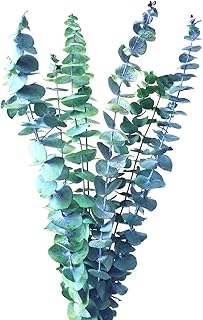 INVISIKAYAK Preserved Eucalyptus Branches can Last The Fresh Feeling About 3 Years (Green 10 Stems)