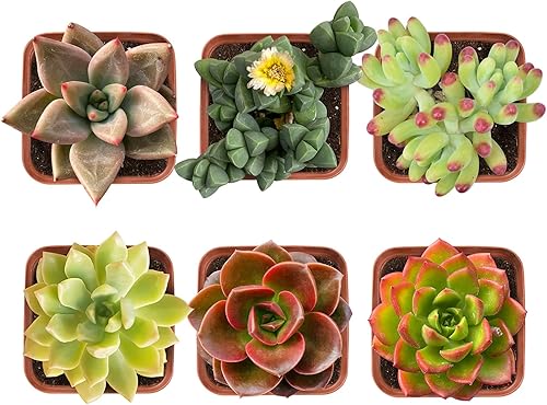 Plantas suculentas (paquete de 6), suculentas variadas vivas totalmente enraizadas en macetas de 2 pulgadas con tierra, plantas de casa únicas en