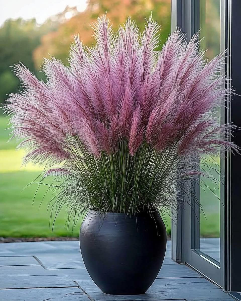 Pampas Grass Seeds - Cream - 100 Seeds -3