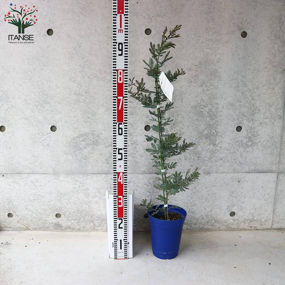 アカシアプルプレア　/296 アカシア：ギンヨウアカシアプルプレア7号鉢植え の通販 | 園芸ネット