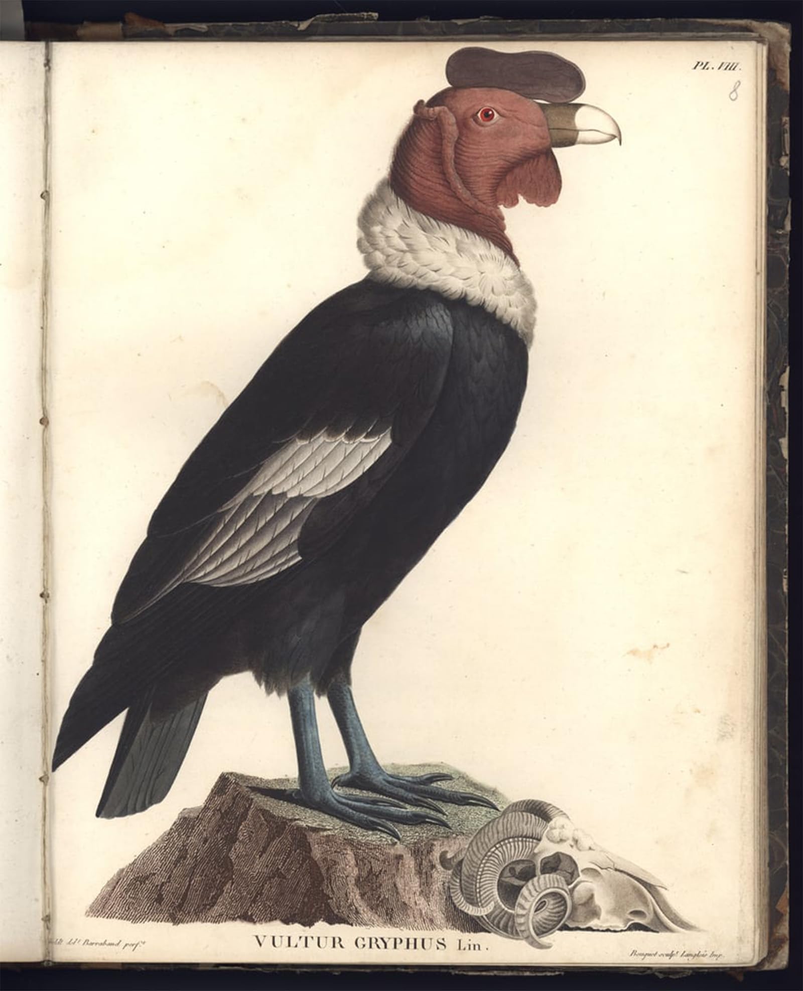 SERENDIPITP Vintage Wall Art Canvas Nordic Poster Canvas Print Picture the Male Condor Pl.viii Illstration by Baron Friedrich Alexander von Humboldt Wall Art Poster for Home Decor 60x90cm