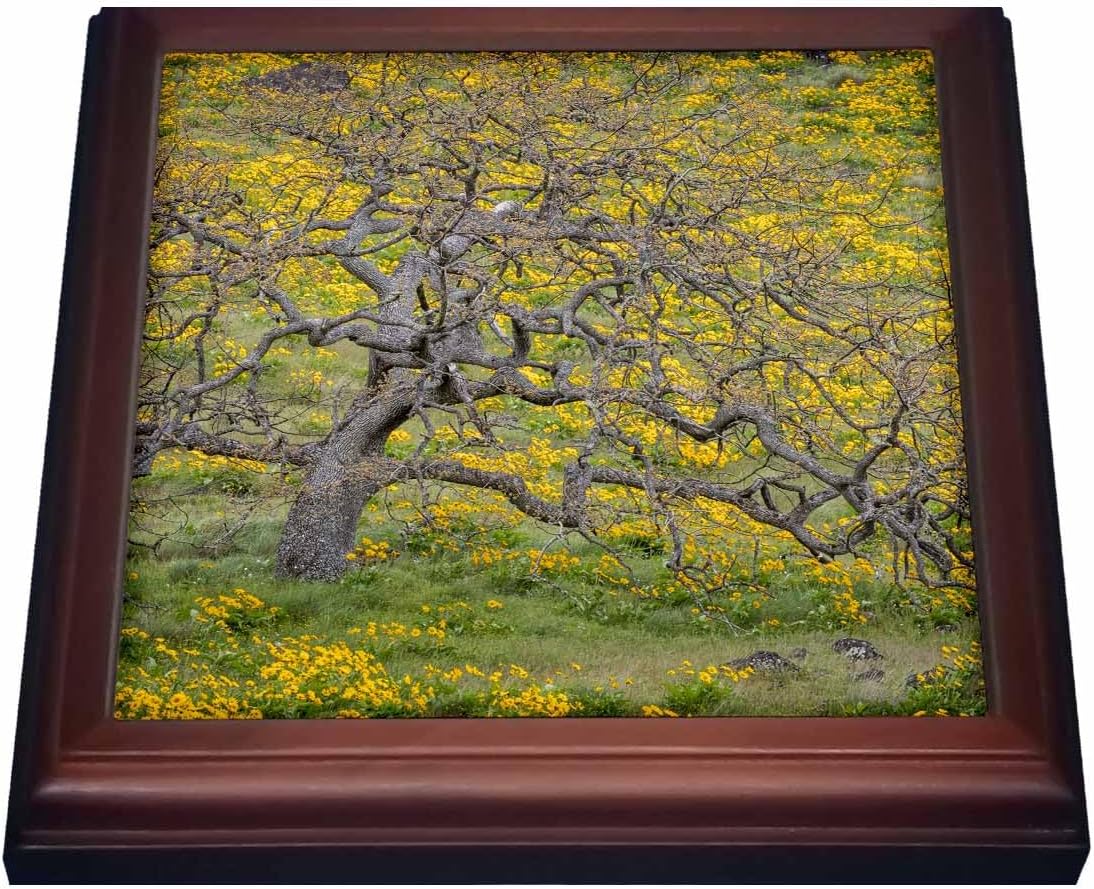 3dRose trv_259848_1 "Oregon, Tom McCall Conservancy Meadow With Wildflowers And Oak Tree" Trivet With Tile, 8" x 8"