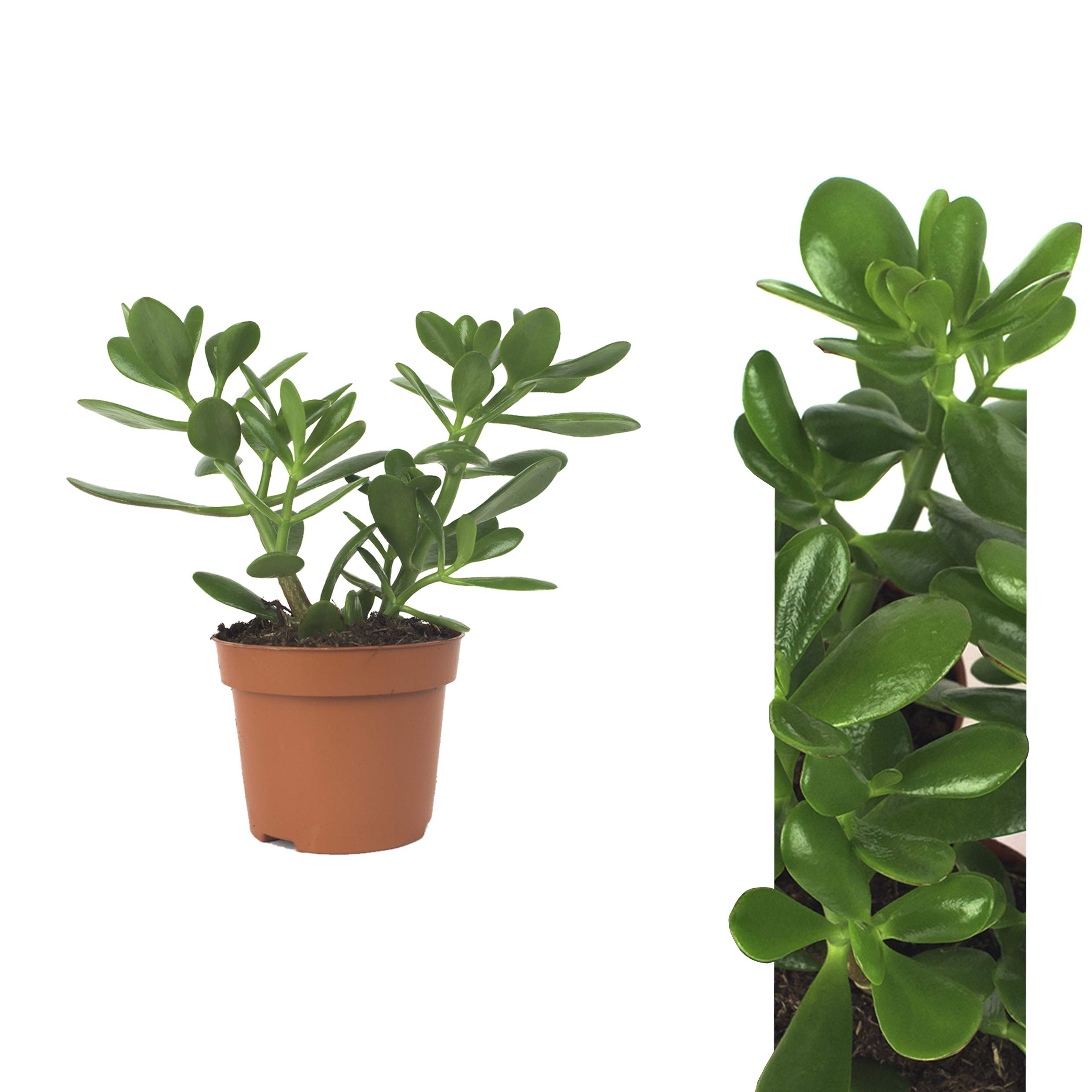 Wsten Mix - 3 Zimmerpflanzen - 1x Sansevieria / 2x Crassula Red Horn Tree  - immergrn und pflegeleicht : Amazon.de: Garten