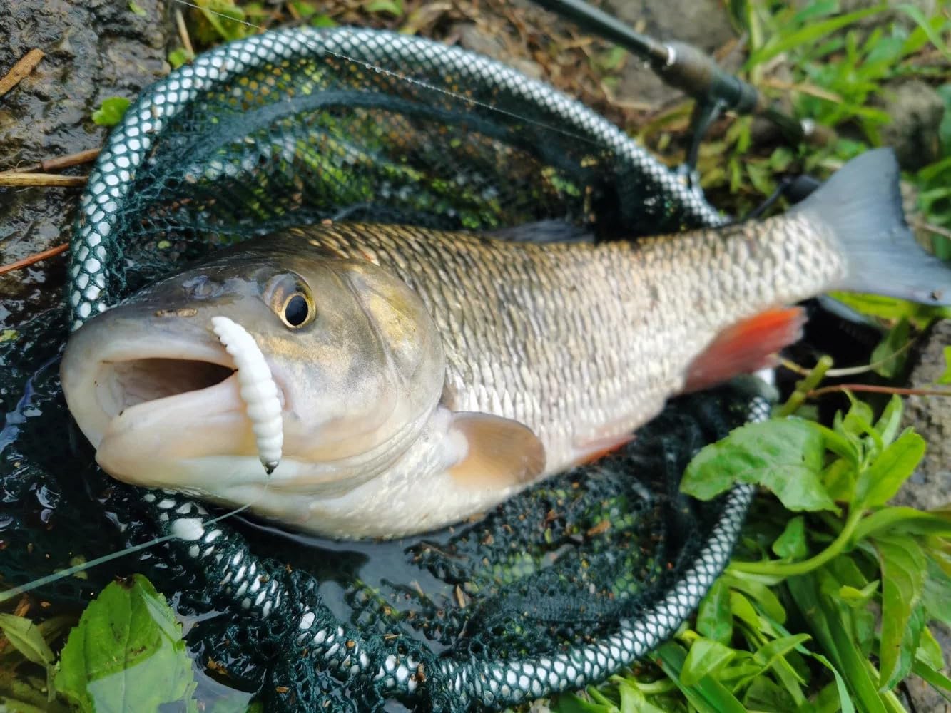 Libra Lures Larva 45mm Starter-Set – 20x Forellenköder Softbaits in 10 Farben mit Krill-Aroma – Libra Lures Starter Box Probierbox Larva + geruchsfeste Dose | Gummiköder Forelle Angelköder