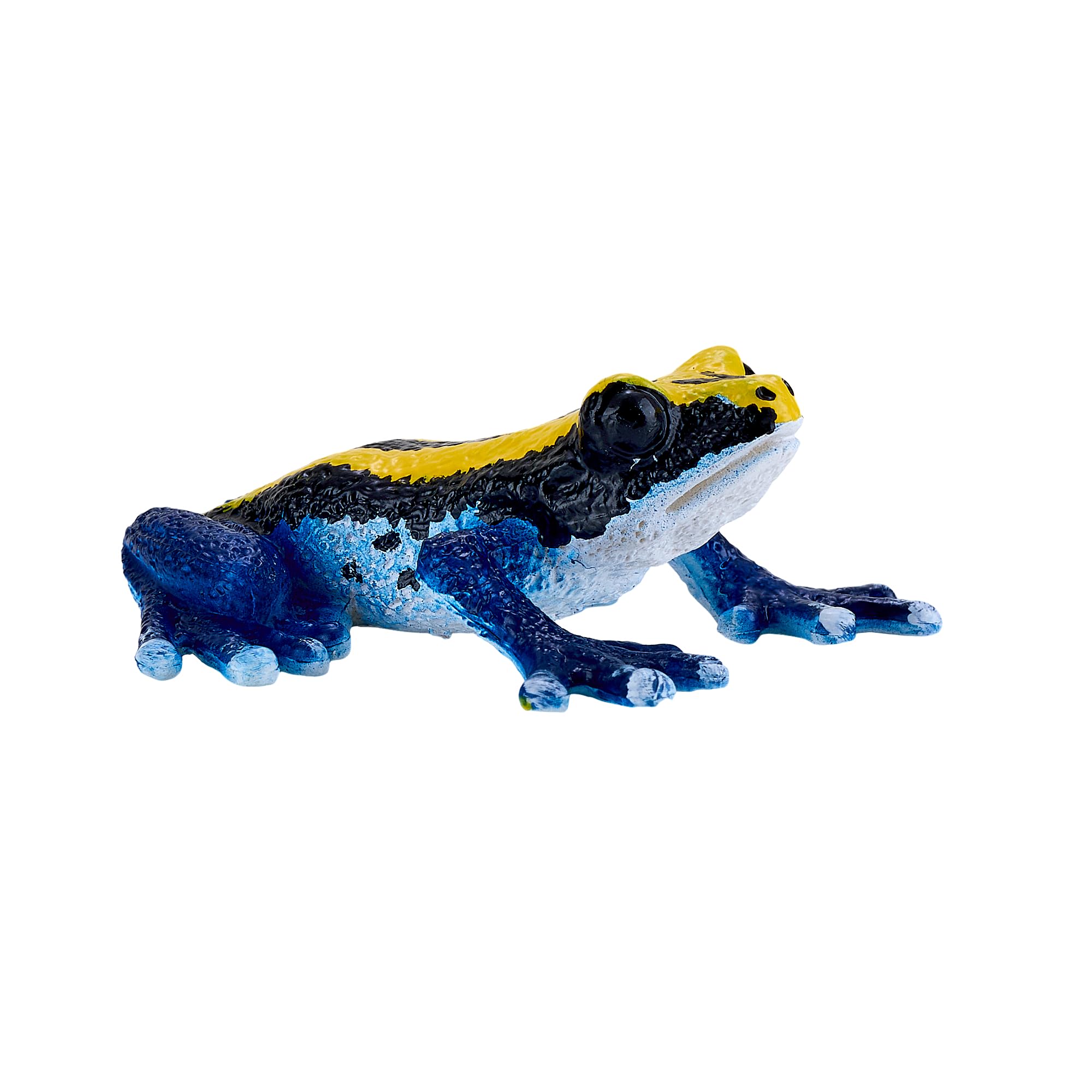 MOJO - Poison Dart Frog, Blue - Image 4